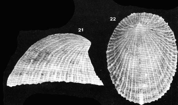 Emarginula cf.sicula Gray, 1825